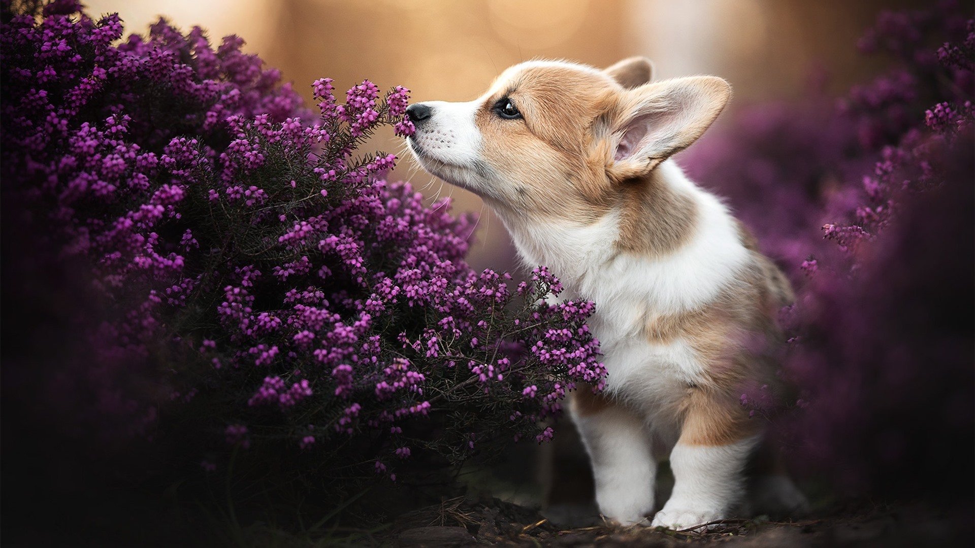 _凯尔特人再创佳绩,连续五场胜利_,凯尔特人队战绩