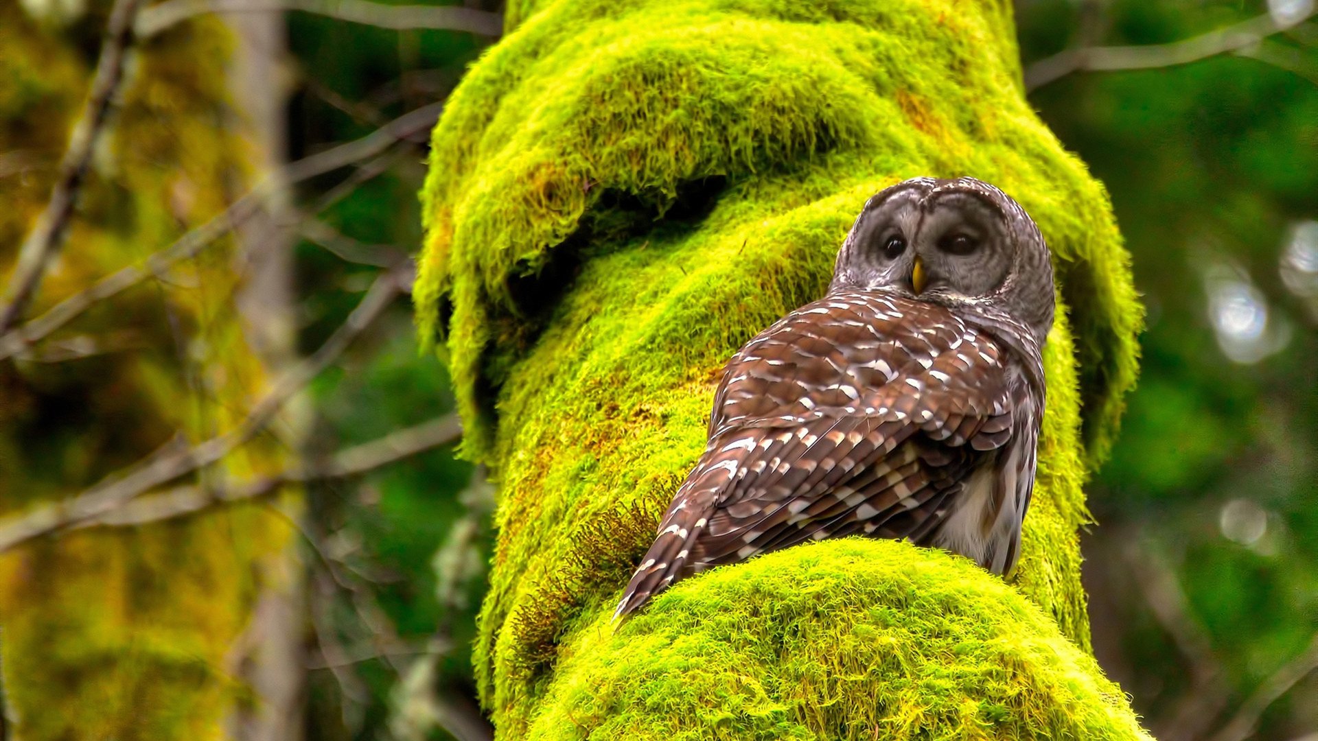 SPORTS-APP下载-国家队海外集训取得重要突破，战术调整到位，国家队集训大名单