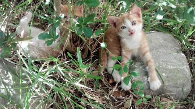 b体育娱乐-赛事创新：采用虚拟仿真技术模拟比赛场景，虚拟仿真赛道竞赛