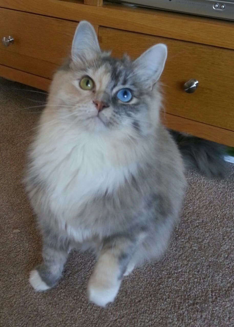 B体育网页版登录-赛事合作伙伴：WRC品牌与技术创新的纽带，wrc2021参赛厂商