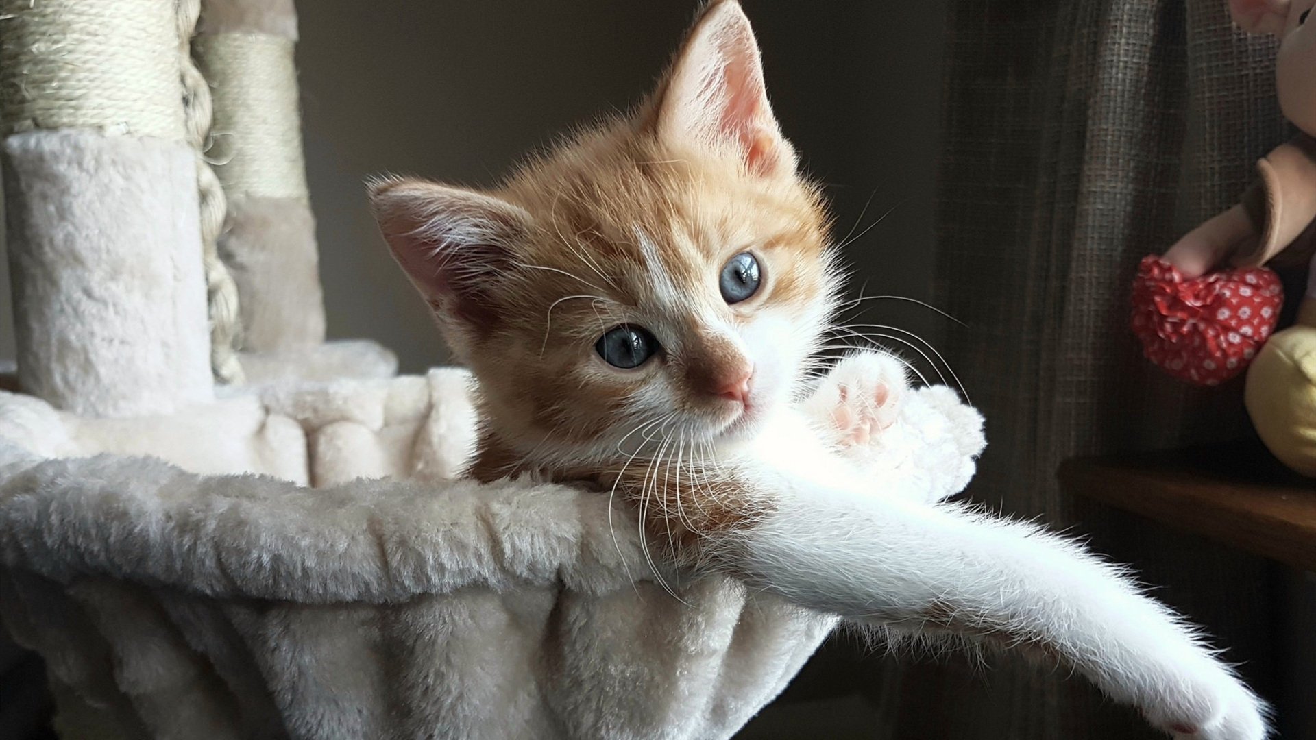 运动员合作：双人配合战术的精彩展现，双人运动比赛