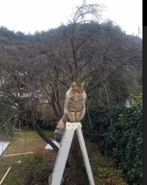 B体育(中国)官方网站-青少年足球“技能+素养”培育双链条发力，行业高质量发展路径明确