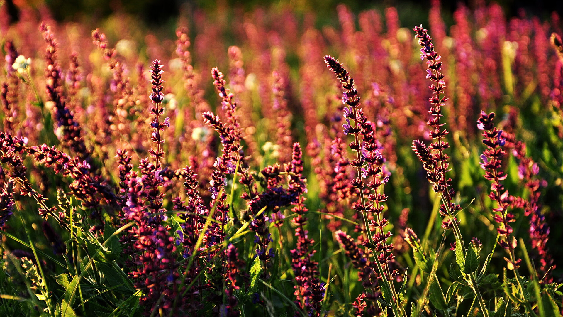 B体育(中国)官方网站-LPL赛区首次开展跨国对抗练习赛，跨国对战游戏