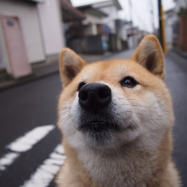 伊朗联赛竞争日趋激烈，伊朗甲联赛