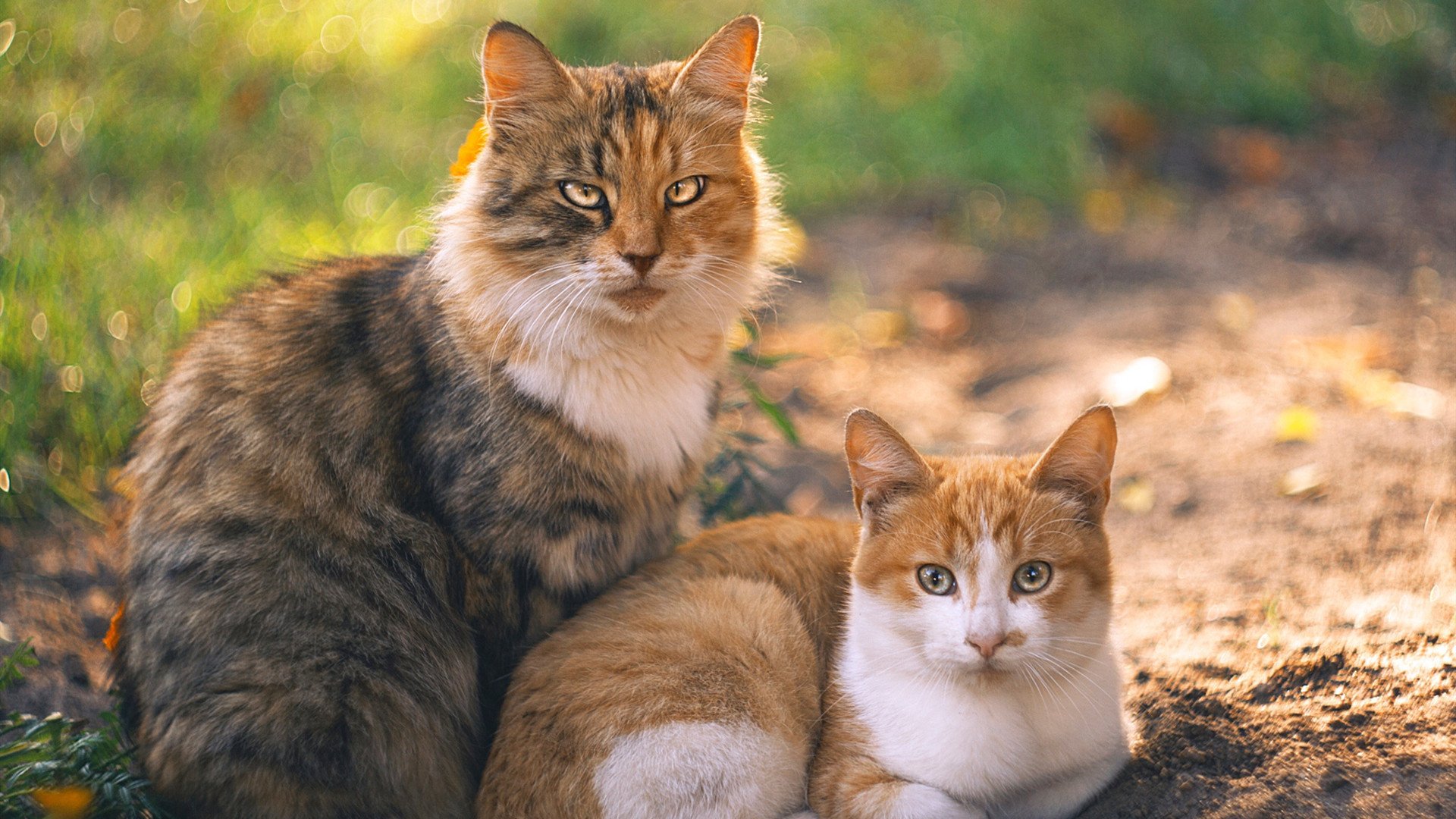 凯撒酋长签约新赞助商,提升品牌影响力,凯撒酋长足球俱乐部