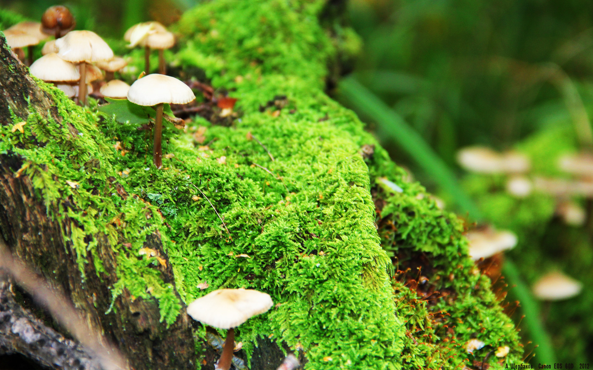 图卢兹连续第三场比赛获胜,展现出出色发挥,图卢兹crous