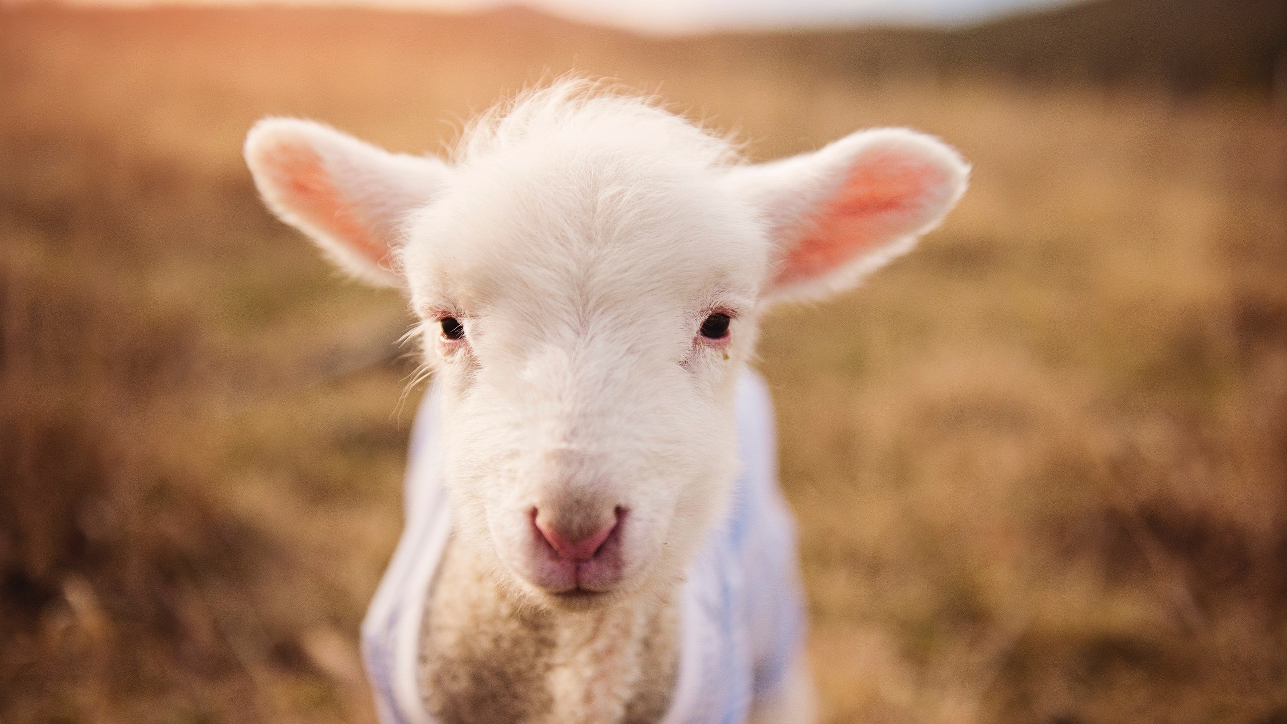 B体育APP下载网址-巴拉圭大胜波黑，晋级四分之一决赛，巴拉圭vs波利维亚