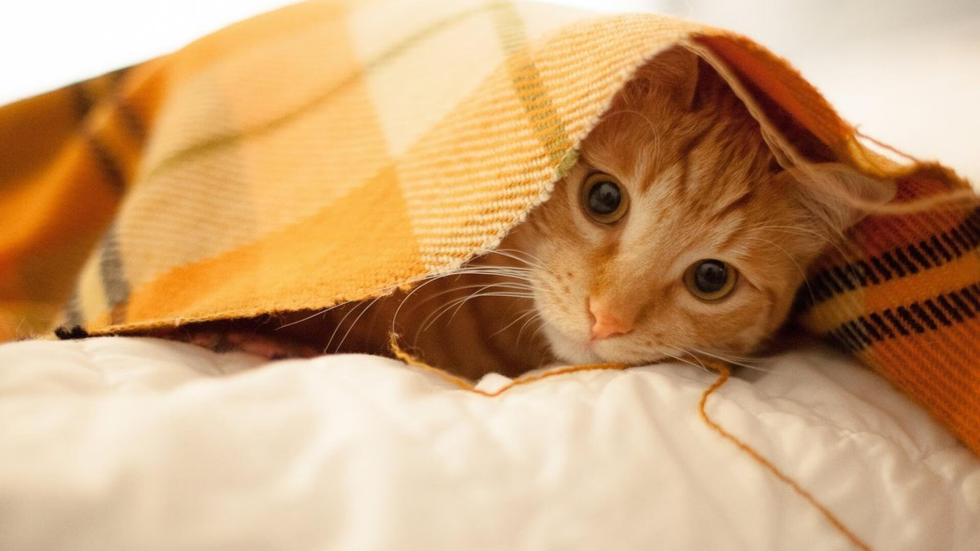 德国欧预赛踢出精彩战绩,稳坐小组第一,欧洲世预赛德国队