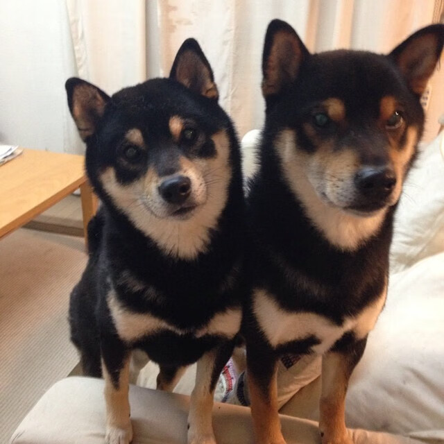 德国男子100米选手在预赛中表现出色,晋级半决赛,德国女子田径100米队员有谁