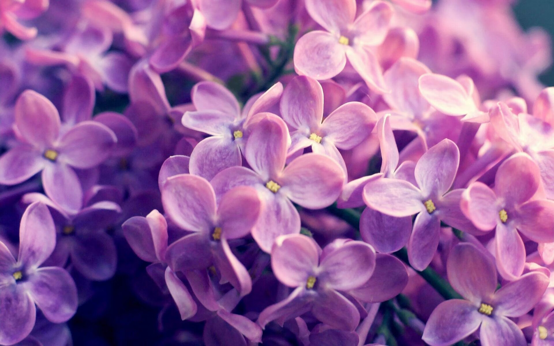 捷克队惊险取胜波黑:晋级半决赛实力尽显,捷克 世界波