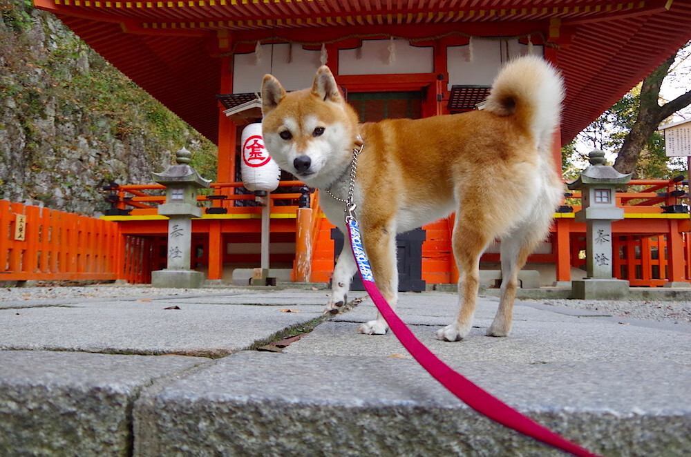 曼城多线作战是否影响体能储备,曼城多特次回合