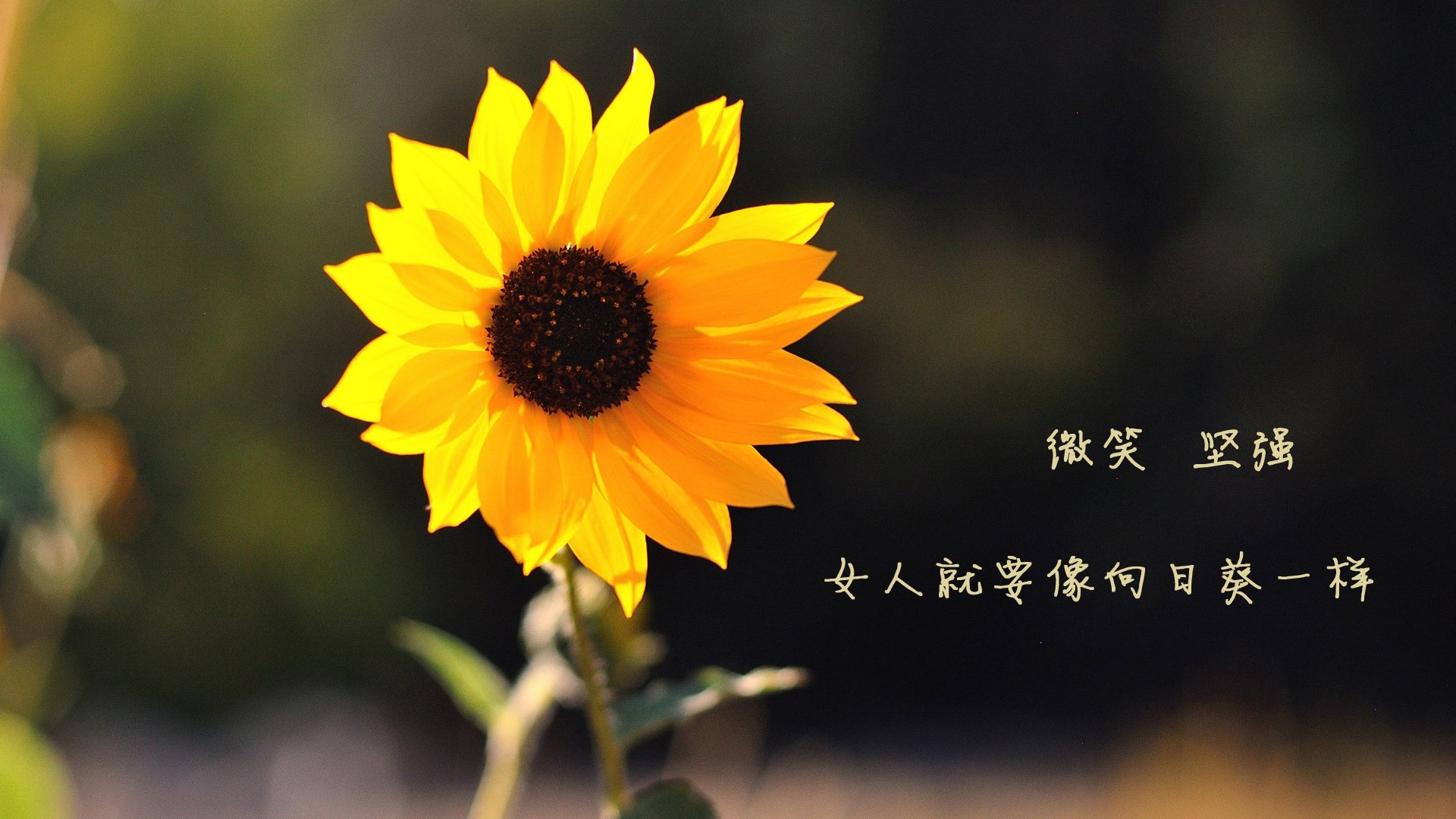 纽卡斯尔联主场2-1逆转利物浦，夺得联赛杯冠军，纽卡斯尔vs利物浦比分