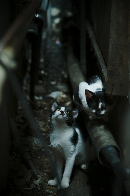 纽约巨人队在赛季中期更换主教练，纽约巨人队在赛季中期更换主教练是谁