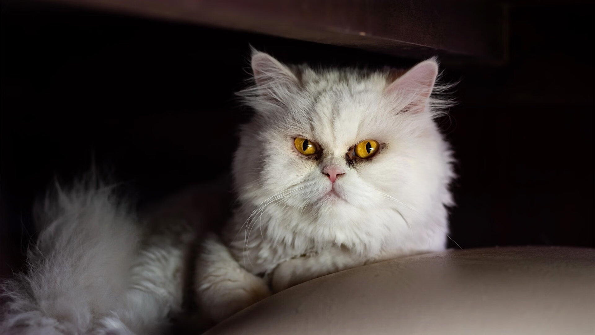 阿森纳-轻取莱斯特城，奥巴梅扬破门进球，英超_阿森纳3-1维拉 奥巴梅扬传射