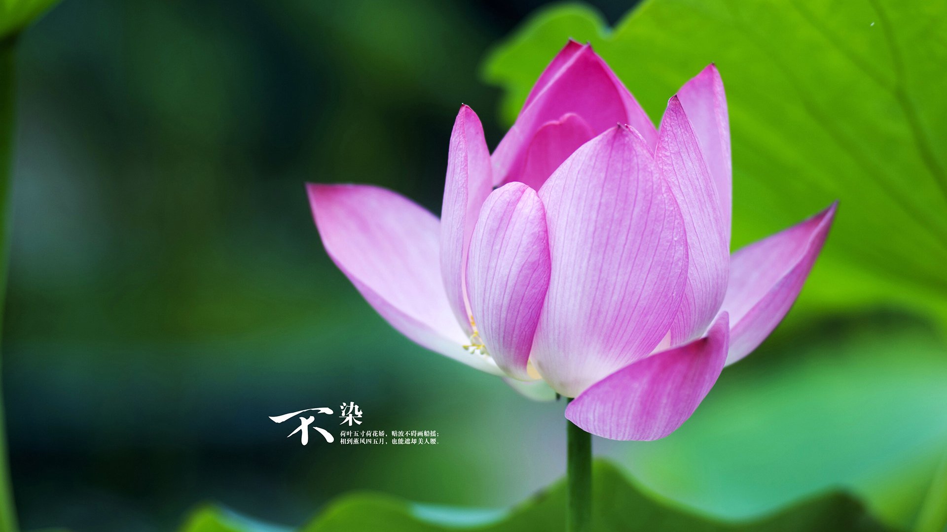 马赛主场大胜,摩纳哥遭到强劲抵抗,摩纳哥vs马竞视频