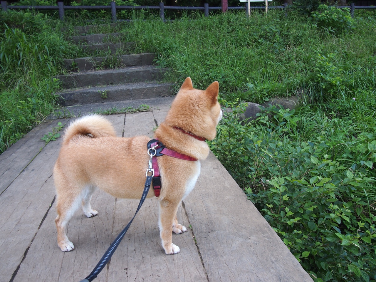 马赛主场战平强敌，马赛最强阵容