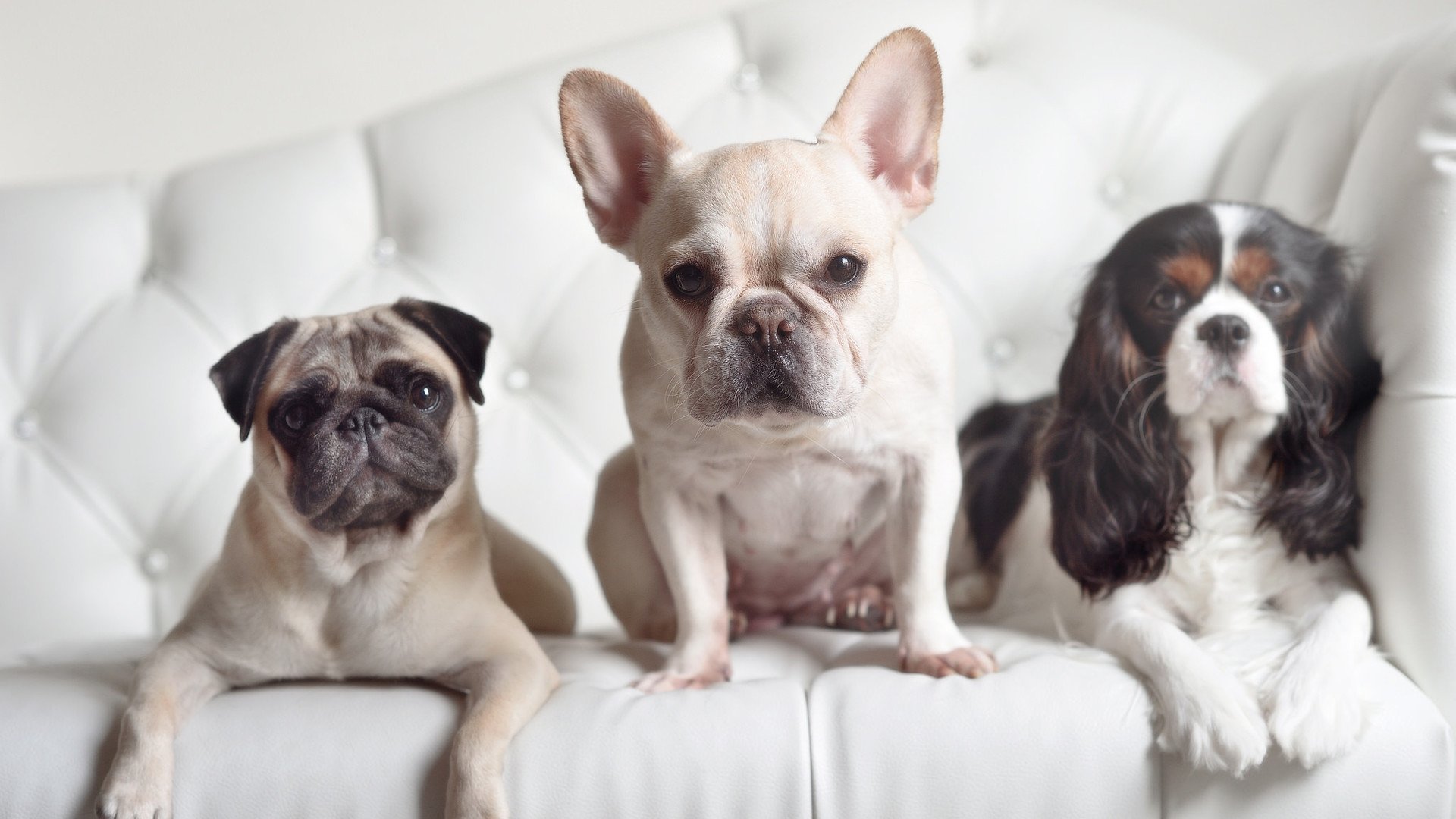 b体育网页版登录入口-NBA赛季盖帽王数据统计，nba盖帽王榜历届