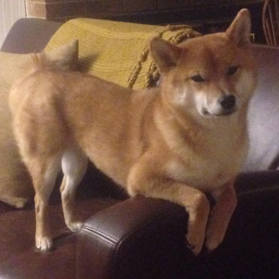 b体育网页版登录入口-体育赛事数字化转型推进，体育 数字化