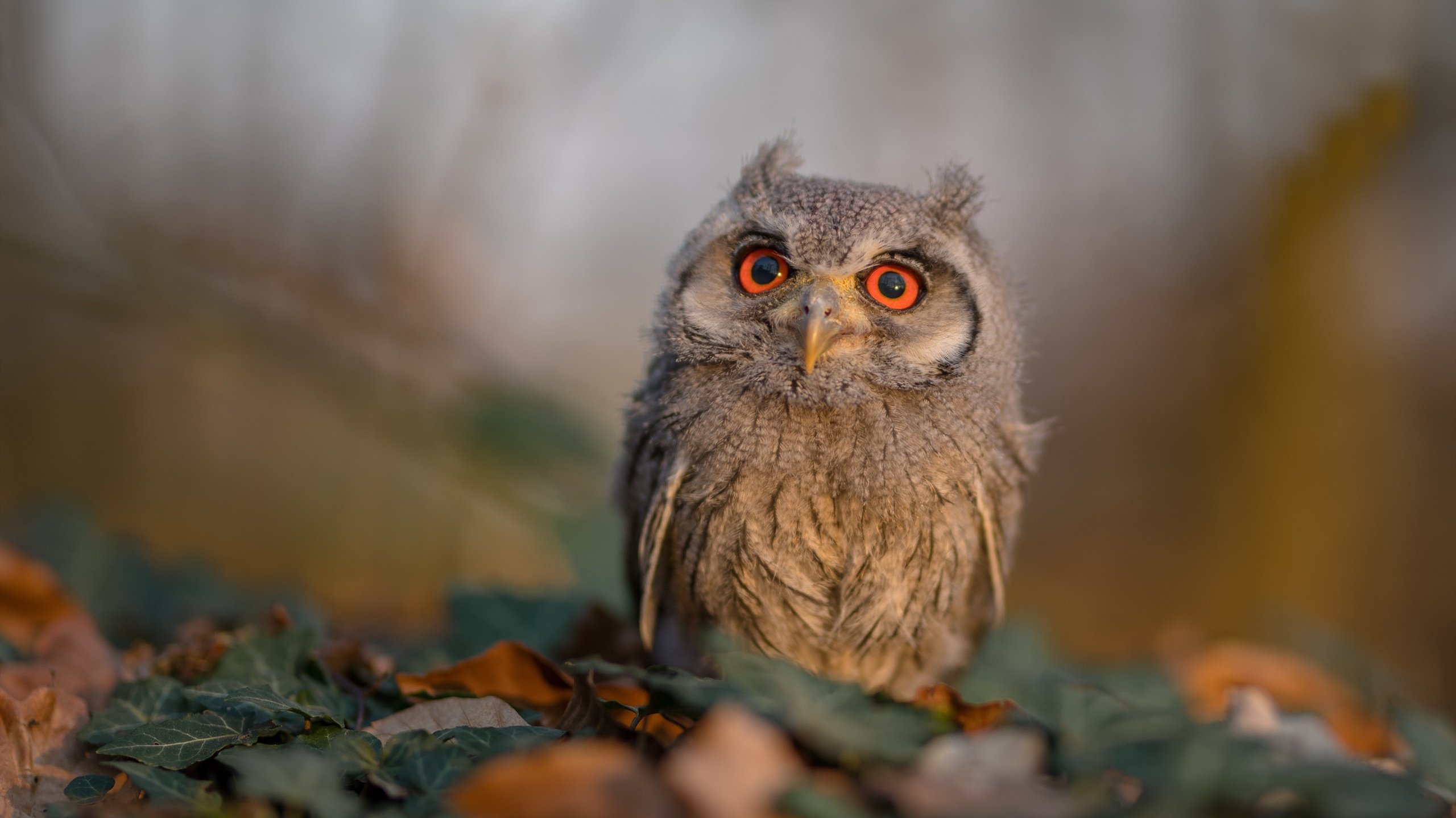 b体育娱乐-利物浦高频跑动构建立体式进攻网，利物浦walk along