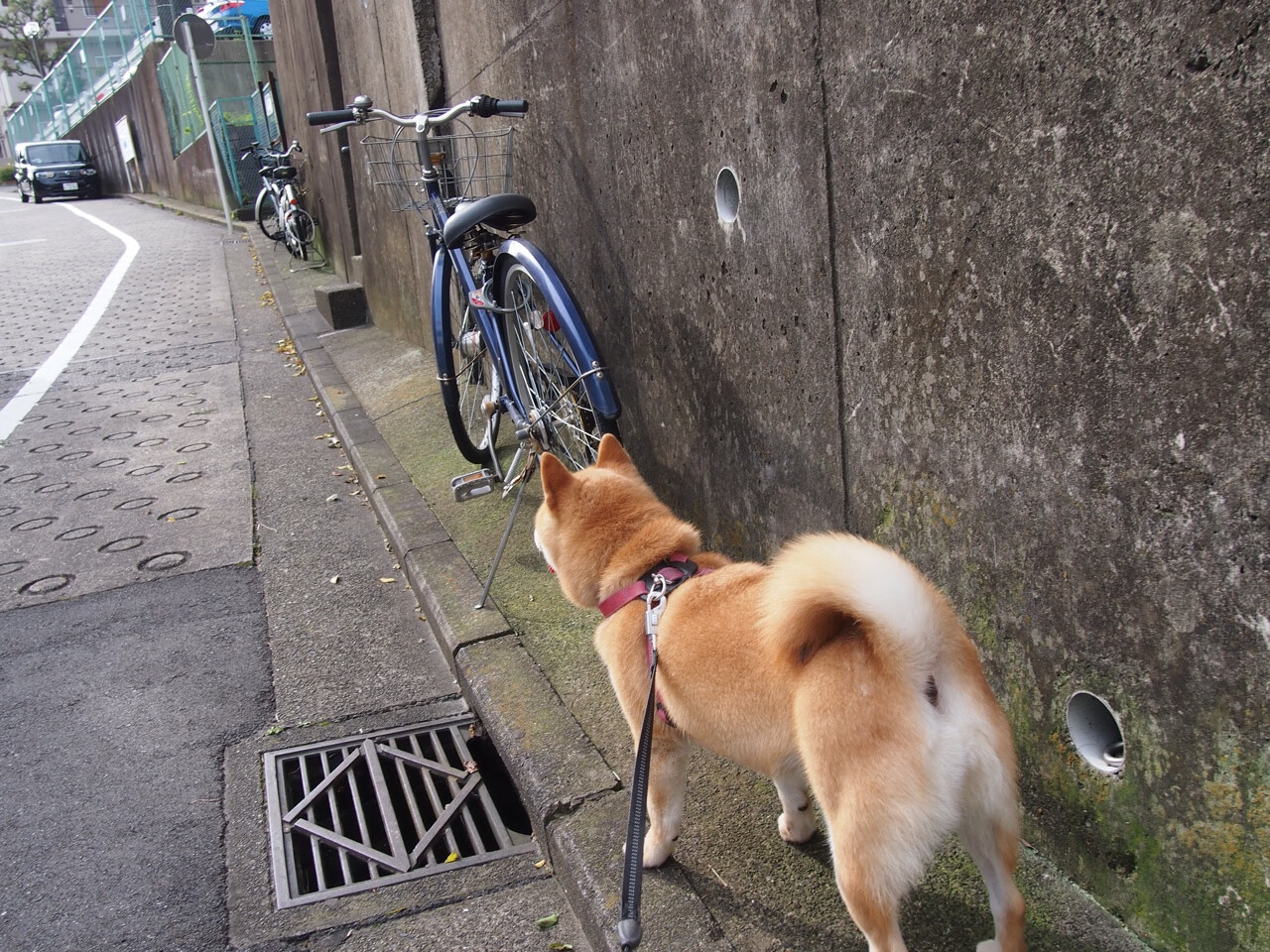 加拿大队赛制透视:赛制的灵活运用如何带来比赛胜利,加拿大队篮球