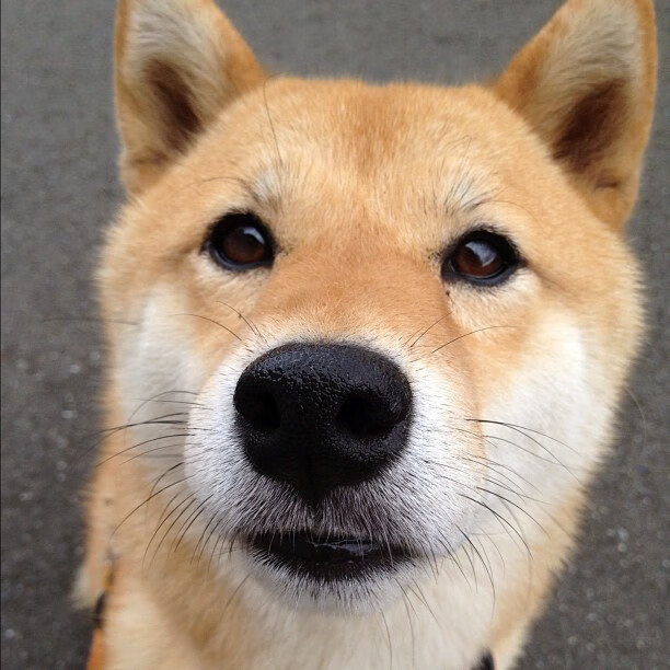 印度队未来发展:借鉴世界强队经验,突破自我限制,印度队员们