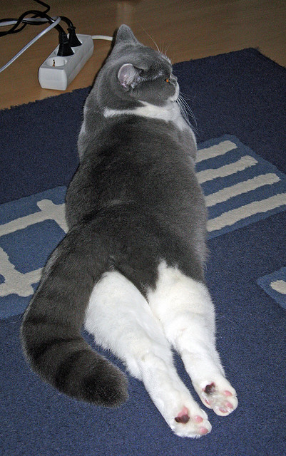 比赛内容剪辑优化适应短视频传播需求,剪辑视频比赛策划