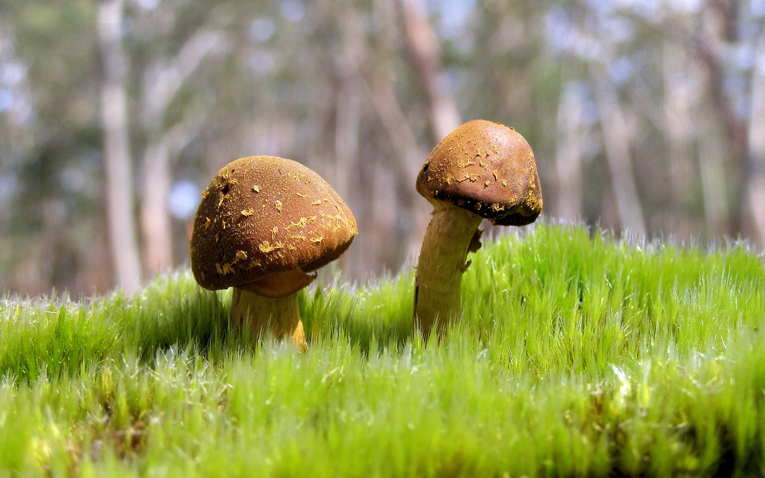 国家马术队发布新马匹引进计划通报,国家马术协会培训中心