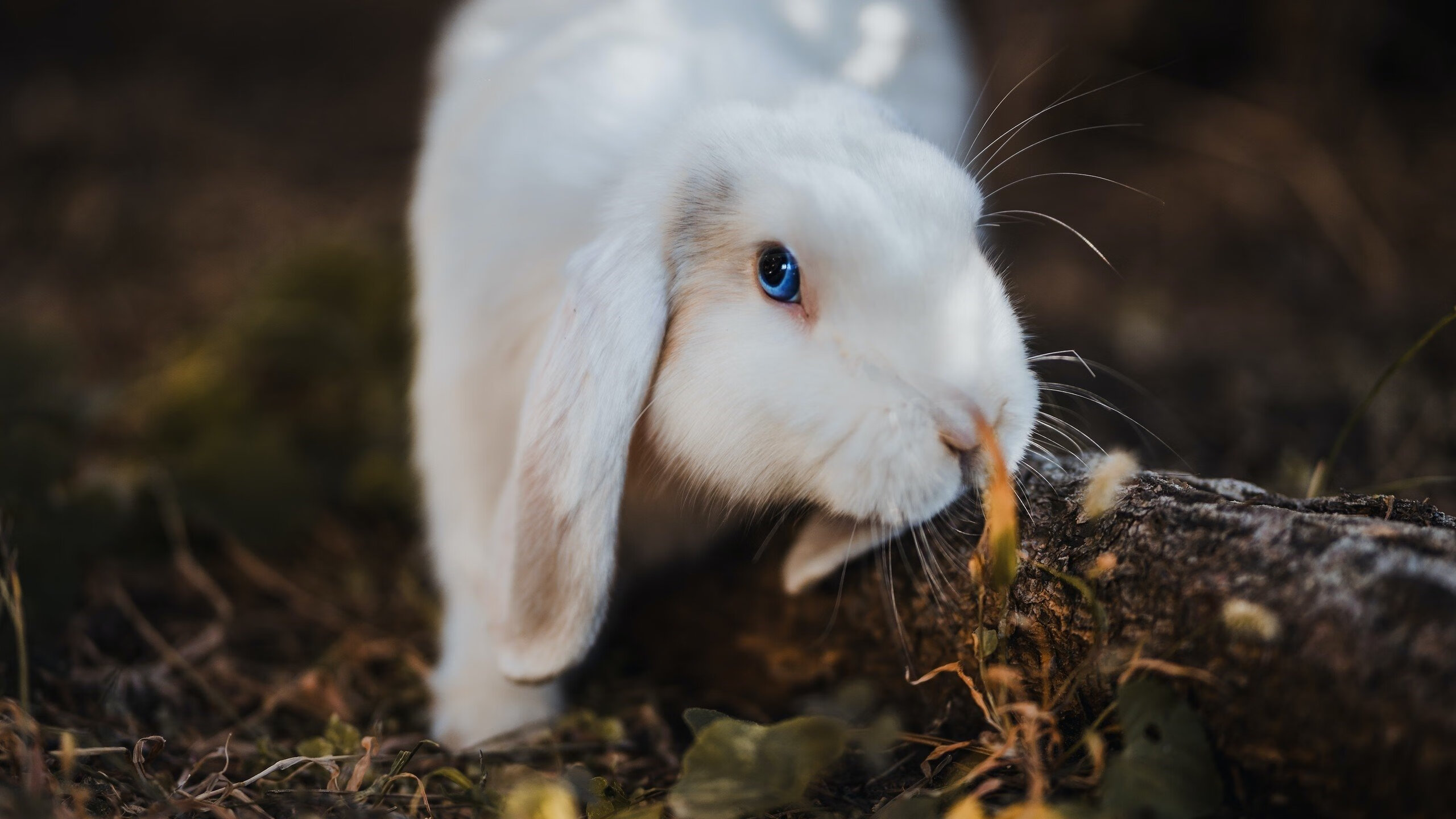 篮网赛后团队合照展现凝聚力与信心，篮网全队合照